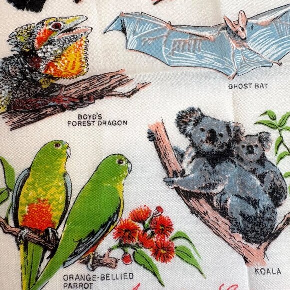 Australian Endangered Species Handkerchief Heil Koala Ghost Bat  Forest Dragon - Picture 5 of 6